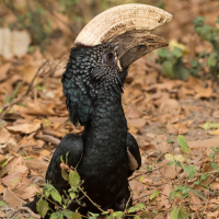 Trompetneushoornvogel in Lake Manyara