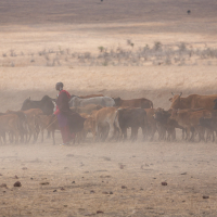 Tanzania - Masai met vee