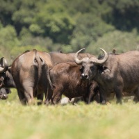 Buffels in Arusha National Park