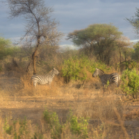 Zebra's in de zonsondergang op de Serengeti