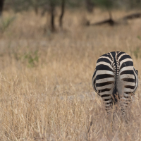 Zebrabillen