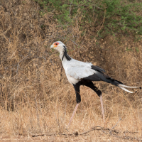 Secretarisvogel op de Serengeti