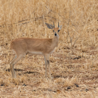 Steenbokantilope op de Serengeti
