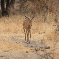 Thomson Gazelle