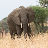 Olifant in Tarangire National Park