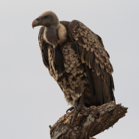 Rüppell's gier in Tarangire National Park