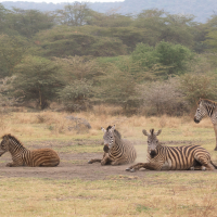 Zebra's in Lake Manyara National Park