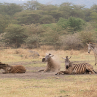 Zebra's in Lake Manyara National Park