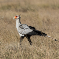 Secretarisvogel op de Serengeti