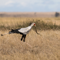 Secretarisvogel op de Serengeti