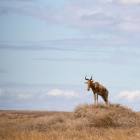 Hartebeest op de Serengeti