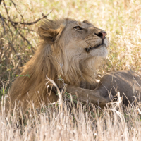 Leeuw op de Serengeti