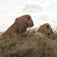 Leeuwen op de Serengeti