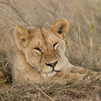 Leeuwin op de Serengeti