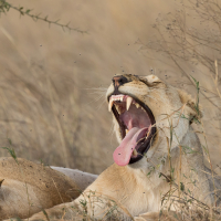 Leeuwin op de Serengeti