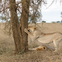 Leeuwin op de Serengeti