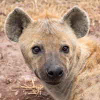 Hyena in Ngorongoro