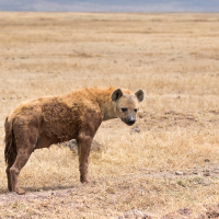 Hyena in Ngorongoro