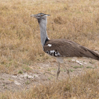 Koritrap in Ngorongoro