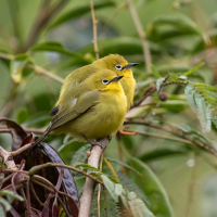 Somalische Brilvogels