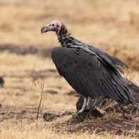 Oorgier op de Serengeti