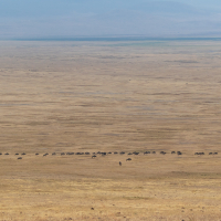Ngorongoro vlakte met gnoes