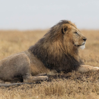 Leeuw op de Serengeti
