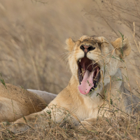 Leeuwin op de Serengeti