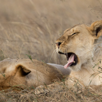 Leeuwin op de Serengeti