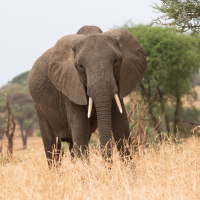 Olifant op de Serengeti