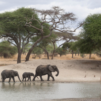 Drinkplaats op de Serengeti
