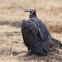 Oorgier op de Serengeti