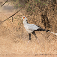 Secretarisvogel op de Serengeti