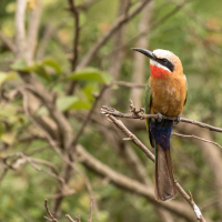 Witkapbijeneter in Arusha National Park