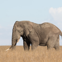 Oude Olifant in Ngorongoro