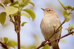 Tjiftjaf in de bloesemboom