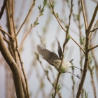 Opvliegende Tjiftjaf