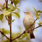 Tjiftjaf in de bloesemboom