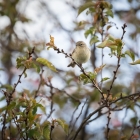 Tjiftjaf in de bloesemboom