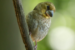 Appelvink - De Kop van Deelen Hoenderloo