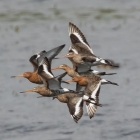 vliegende-gruttos-landje-van-geijsel-1024