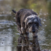 Wammes in de regen