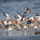 Vliegende grutto's op het Landje van Geijsel
