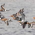 Vliegende grutto's op het Landje van Geijsel + 1 slobeend