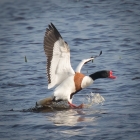 Bergeend op het Landje van Geijsel