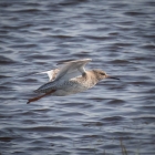 Vliegende tureluur op het Landje van Geijsel