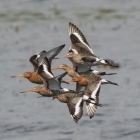 Vliegende grutto's op het Landje van Geijsel