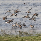 Vliegende grutto's op het Landje van Geijsel