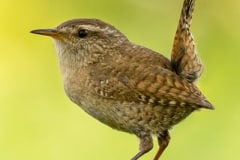 Winterkoninkje met zijn koninklijke staart