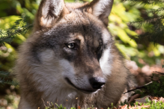 Rustende wolf in de schaduw van de bomen in het Bayerischer Wald